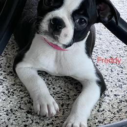 Boston Terrier Puppies from Gold Buckle Kennel