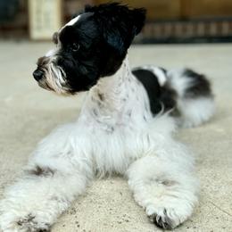 Bon - Miniature Schnauzer