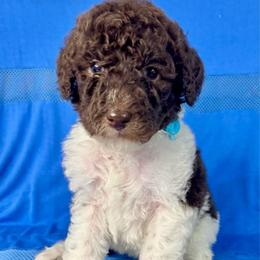 Pecan - Parti male Labradoodle puppy in Candler, North Carolina from Maple Bakin’ Doodles