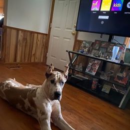 Great Dane All Grown Up from QC MOSS DANES