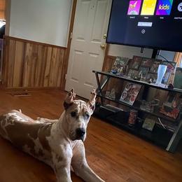 Great Dane All Grown Up from QC MOSS DANES