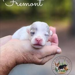 Fremont - White merle male American Corgi puppy in Cameron, North Carolina from Butts Family Corgis