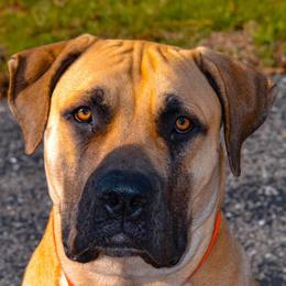 Eden - Boerboel
