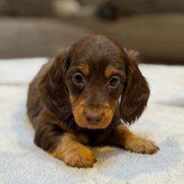 Ty - Chocolate and tan male Dachshund puppy in Chehalis, Washington from Devoted Doxies - DLL