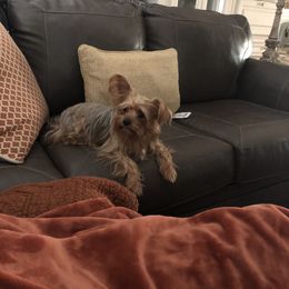 Yorkshire Terrier Puppies from MCM Acres