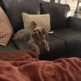 Yorkshire Terrier Puppies from MCM Acres