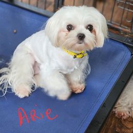 Arie - Maltese