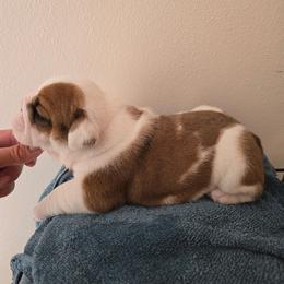Purple girl - Red and white female Bulldog puppy in Laurel, Montana from Bull Mountain Bulldogs
