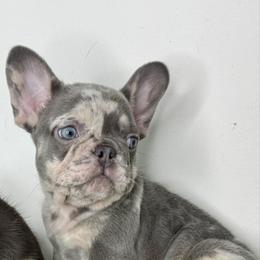 Baymax - Tricolors male French Bulldog puppy in Orange, California from French Farms