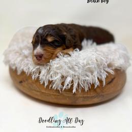 Black boy - Tri-color male Bernedoodle puppy in Valdese, North Carolina from Doodling All Day Goldendoodles