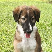 Borzoi and Samoyed Puppies from Kalabria