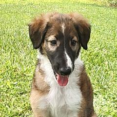 Borzoi and Samoyed Puppies from Kalabria