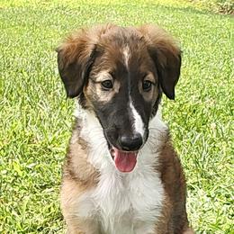 Borzoi and Samoyed Puppies from Kalabria