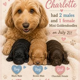 Goldendoodle puppies from That’s My Puppy
