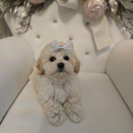 Pumpkin - Cream female Maltipoo puppy in Washington from Mt.BakerPoodles&Doodles