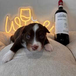 Chianti - Red tri female Miniature Australian Shepherd puppy in Massapequa, New York from All That Auss Mini Aussies