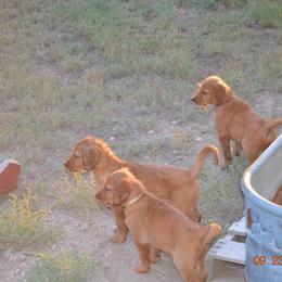 Golden Retriever and Labrador Retriever Puppies from Battlemountain Kennels