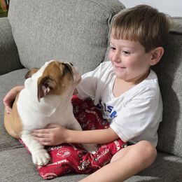Bulldog Puppies from Chief Bulldogs