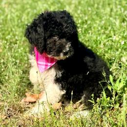 Flora - Black and white female Aussiedoodle puppy in Eastman, Georgia from Dood B Ranch