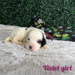 Violet girl - Black and white female Bernedoodle puppy in Modesto, California from Two Doods Doodles