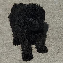 Poodles from Ari Maras