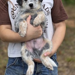 Nock - Blue speckled male Australian Cattle Dog puppy in Rhoadesville, Virginia from Rosewood Farms Australian Cattle Dogs