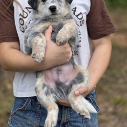Nock - Blue speckled male Australian Cattle Dog puppy in Rhoadesville, Virginia from Rosewood Farms Australian Cattle Dogs