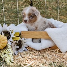 Copper - Red merle male Australian Shepherd puppy in Madera, California from Sweet Meadow Farms