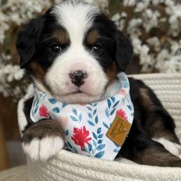 Bernese Mountain Dog and Cavalier King Charles Spaniel Puppies from Kiss A Doodlez