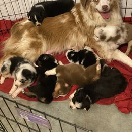 Australian Shepherd Puppies from Westrip Angus & Aussies