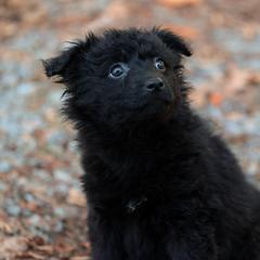 Kelty - Black female Mudi puppy in Gatlinburg, Tennessee from Greenbrier