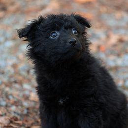 Kelty - Black female Mudi puppy in Gatlinburg, Tennessee from Greenbrier