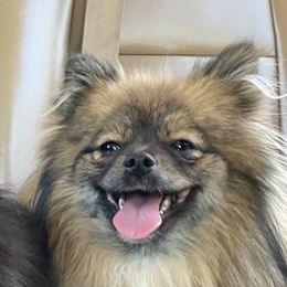 Owl - Pomeranian