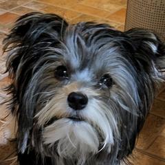 Yorkshire Terriers from Anderson Yorkies