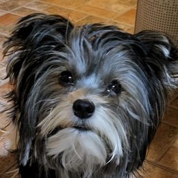 Yorkshire Terriers from Anderson Yorkies