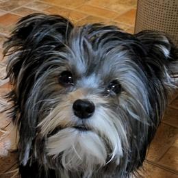 Yorkshire Terriers from Anderson Yorkies