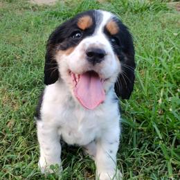 Beth - Black white and tan female English Springer Spaniel puppy in Kingsport, Tennessee from Leandra's English Springer Spaniels