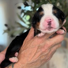 Dj - Tri-color male Bernese Mountain Dog puppy in Yuciapa, California from AlltheDoodlez_