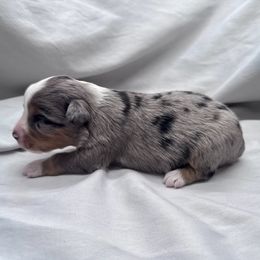 Hope - Blue merle female Miniature Australian Shepherd puppy in Bly, Oregon from Apacheblus Toy Aussies