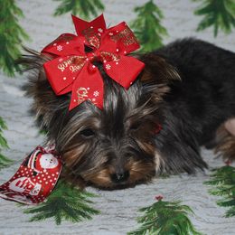 Louisv - Blue and gold Yorkshire Terrier puppy in Maple Heights, Ohio from Yorkiesllc