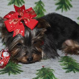 Louisv - Blue and gold Yorkshire Terrier puppy in Maple Heights, Ohio from Yorkiesllc