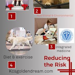 Golden Retriever Puppies from KCs Golden Dream