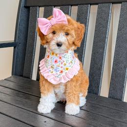 Pearl - Red  female Goldendoodle puppy in Bell Buckle, Tennessee from Precious Puptown Doodles