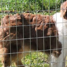Chili - Australian Shepherd