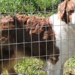 Chili - Australian Shepherd