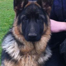 German Shepherd Puppies from Tuchscherer Kennel