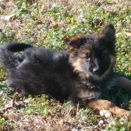 German Shepherd Puppies from Rain's Legacy German Shepherds