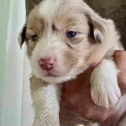 Brie - Red merle female Miniature American Shepherd puppy in Oak Hill, West Virginia from New River Gorgeous Puppies