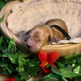 Barnacle (black) - Red  male Goldendoodle puppy in Haltom City, Texas from Ohana Doodles