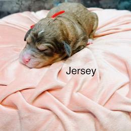 Jersey - Sable female Bernedoodle puppy in Pasco, Washington from Camp Doodle Woods